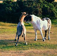 Horses on Dartmoor