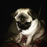 Pug